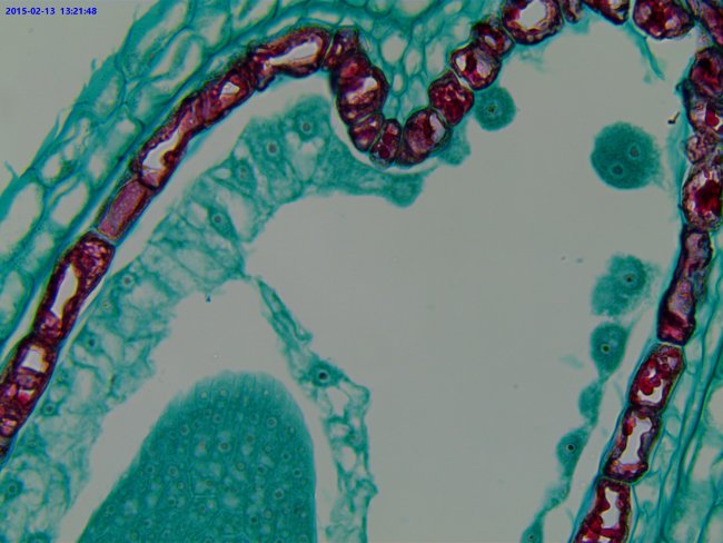 Видеоокуляр ToupCam UCMOS05100KPA 5MP, USB2.0