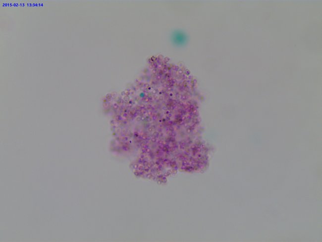 Видеоокуляр ToupCam UCMOS05100KPA 5MP, USB2.0