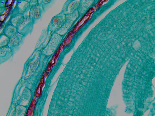 Видеоокуляр ToupCam UCMOS05100KPA 5MP, USB2.0