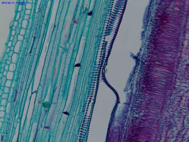 Видеоокуляр ToupCam UCMOS05100KPA 5MP, USB2.0