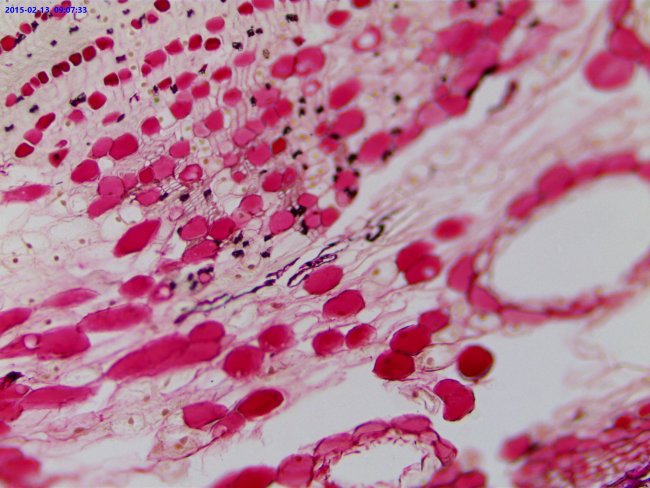 Видеоокуляр ToupCam UCMOS14000KPA 14MP, USB2.0 Видеоокуляр ToupCam UCMOS14000KPA 14MP, USB2.0