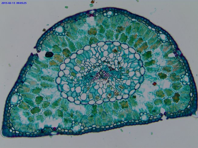 Видеоокуляр ToupCam UCMOS14000KPA 14MP, USB2.0 Видеоокуляр ToupCam UCMOS14000KPA 14MP, USB2.0