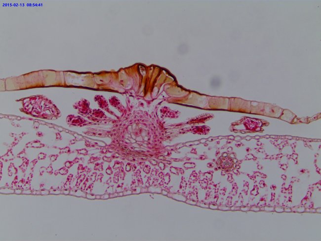 Видеоокуляр ToupCam UCMOS14000KPA 14MP, USB2.0 Видеоокуляр ToupCam UCMOS14000KPA 14MP, USB2.0
