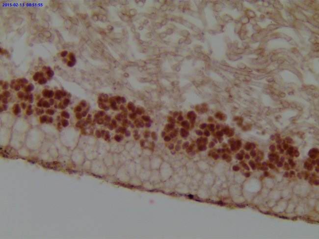 Видеоокуляр ToupCam UCMOS14000KPA 14MP, USB2.0 Видеоокуляр ToupCam UCMOS14000KPA 14MP, USB2.0