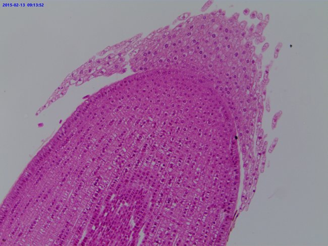 Видеоокуляр ToupCam UCMOS14000KPA 14MP, USB2.0 Видеоокуляр ToupCam UCMOS14000KPA 14MP, USB2.0
