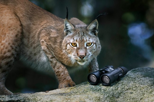 Бинокль Steiner Wildlife 8x42