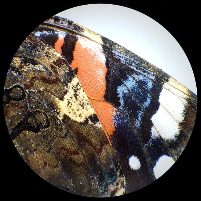 Микроскоп стереоскопический Bresser Analyth STR 10–40x