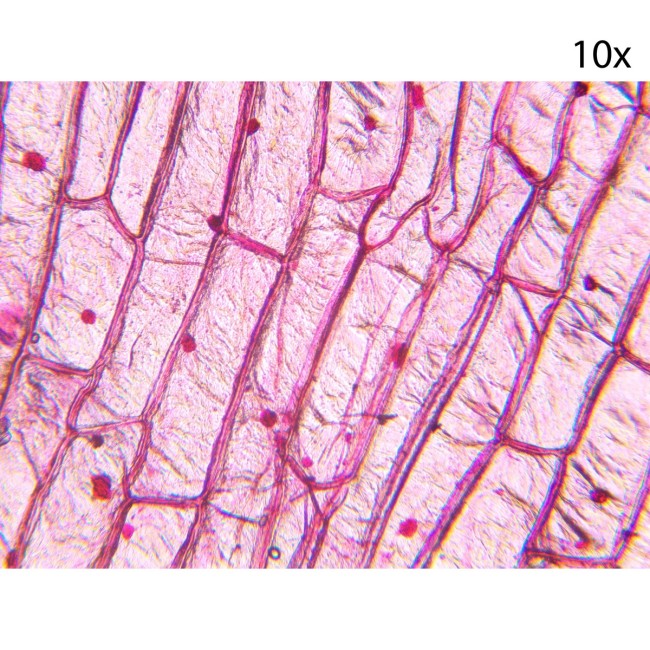 Микроскоп биологический Микромед С-11 (вар. 2B LED) Микроскоп биологический Микромед С-11 (вар. 2B LED)