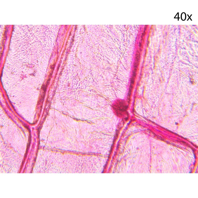 Микроскоп биологический Микромед С-11 (вар. 2B LED) Микроскоп биологический Микромед С-11 (вар. 2B LED)