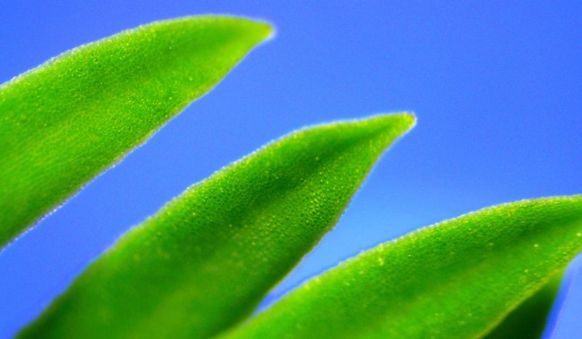 Листья молочая кипарисовидного в отраженном свете. Объектив 4х Листья молочая кипарисовидного в отраженном свете. Объектив 4х