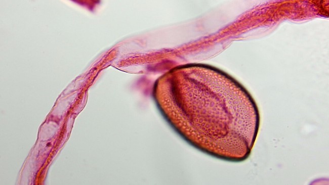 Видеоокуляр Микромед Эврика 2.0 MP-AC