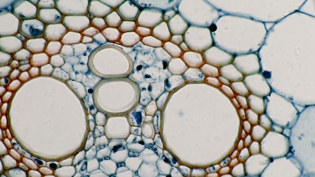 Видеоокуляр Микромед Эврика 5.0 MP-AC