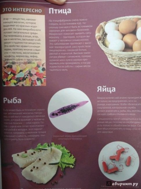 Занимательная энциклопедия "Удивительный Микроскоп"