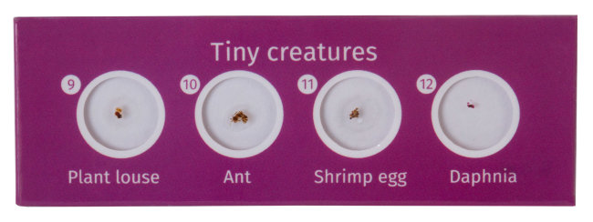 Набор микропрепаратов Levenhuk LabZZ C12, существа Набор микропрепаратов Levenhuk LabZZ C12, существа