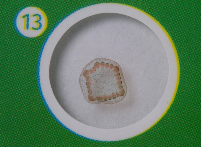 Набор микропрепаратов Levenhuk LabZZ P12, растения Набор микропрепаратов Levenhuk LabZZ P12, растения