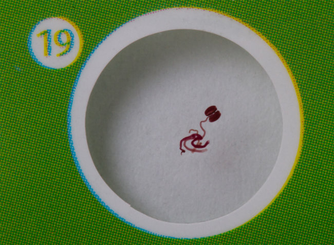 Набор микропрепаратов Levenhuk LabZZ P12, растения Набор микропрепаратов Levenhuk LabZZ P12, растения