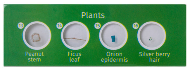 Набор микропрепаратов Levenhuk LabZZ P12, растения Набор микропрепаратов Levenhuk LabZZ P12, растения