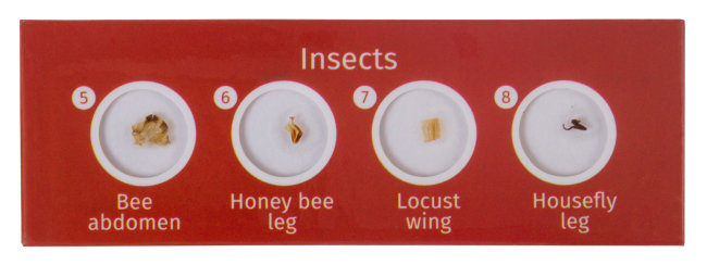 Набор микропрепаратов Levenhuk LabZZ CP24, существа и растения Набор микропрепаратов Levenhuk LabZZ CP24, существа и растения