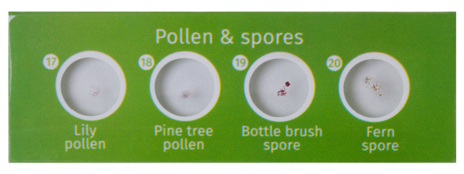 Набор микропрепаратов Levenhuk LabZZ CP24, существа и растения Набор микропрепаратов Levenhuk LabZZ CP24, существа и растения