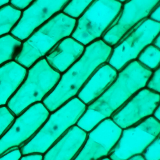 Цифровой микроскоп Микмед WiFi 2000Х 5.0 Цифровой микроскоп Микмед WiFi 2000Х 5.0