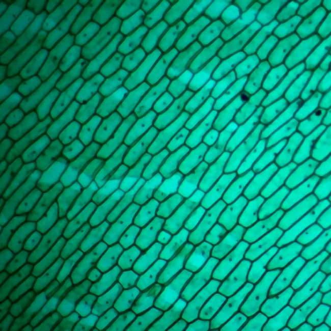 Цифровой микроскоп Микмед WiFi 2000Х 5.0 Цифровой микроскоп Микмед WiFi 2000Х 5.0