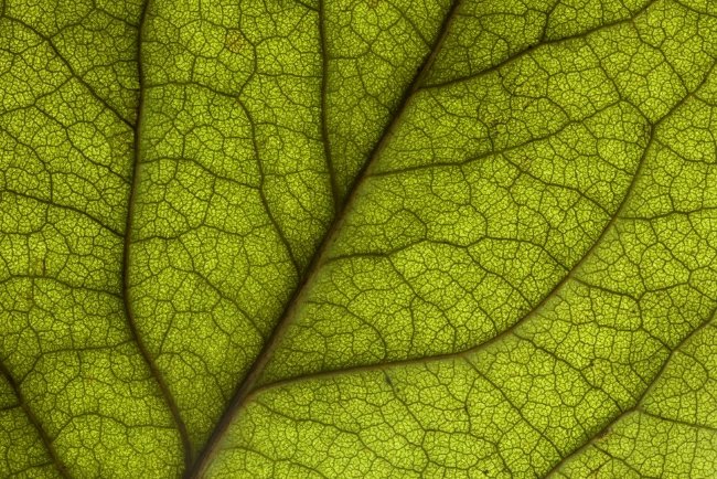 Цифровой микроскоп Celestron Amoeba (blue)