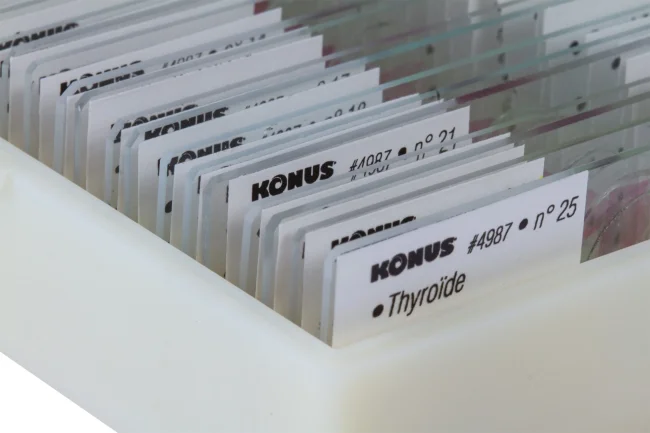 Набор микропрепаратов Konus 25: «Человеческое тело»