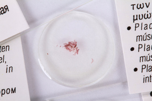 Набор микропрепаратов Konus 25: «Клетки и ткани животных»