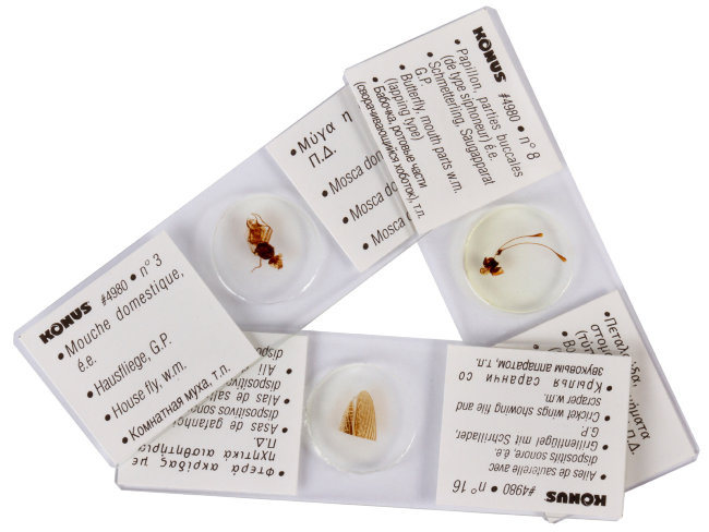 Набор микропрепаратов Konus 25: «Насекомые» Набор микропрепаратов Konus 25: «Насекомые»