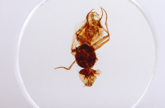 Набор микропрепаратов Konus 25: «Насекомые» Набор микропрепаратов Konus 25: «Насекомые»