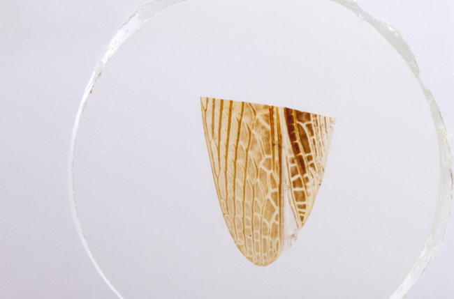 Набор микропрепаратов Konus 25: «Насекомые» Набор микропрепаратов Konus 25: «Насекомые»