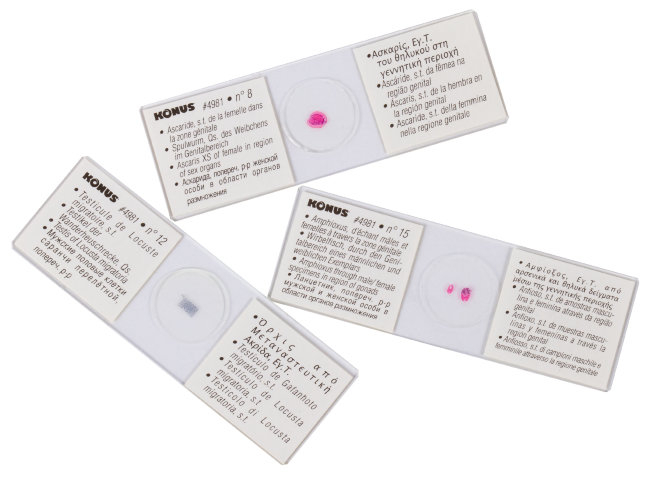 Набор микропрепаратов Konus 15: «Размножение беспозвоночных»