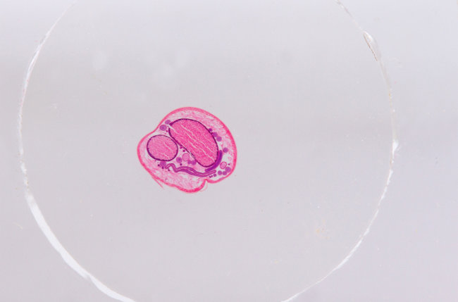 Набор микропрепаратов Konus 15: «Размножение беспозвоночных»