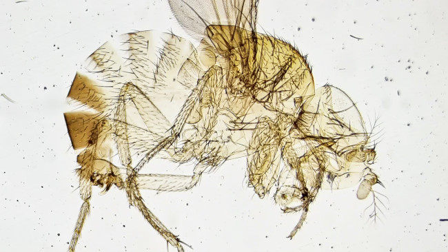 Фотомикроскоп Levenhuk Kelvin Touch KM3