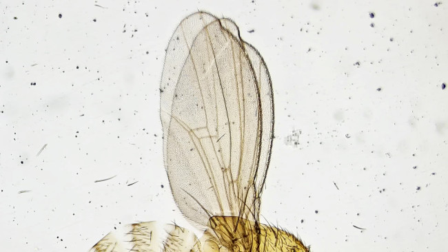 Фотомикроскоп Levenhuk Kelvin Touch KM3