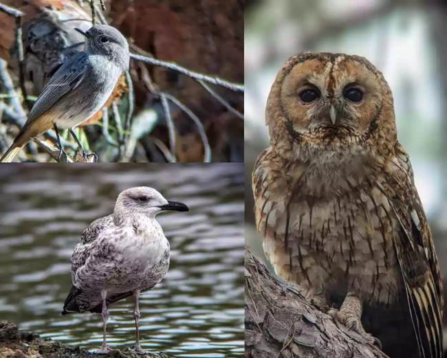 Зрительная труба SVBONY 25-75x100 APO (SA401) Зрительная труба SVBONY 25-75x100 APO (SA401)