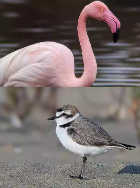 Зрительная труба SVBONY 25-75x100 APO (SA401) Зрительная труба SVBONY 25-75x100 APO (SA401)