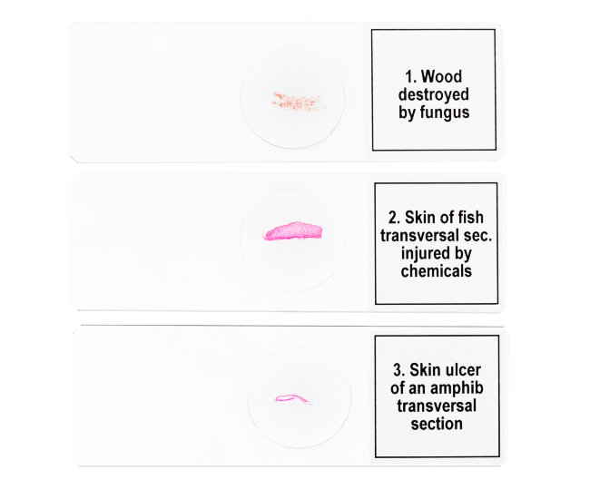 Набор микропрепаратов Discovery Prof DPS 5. «Мутации» Набор микропрепаратов Discovery Prof DPS 5. «Мутации»