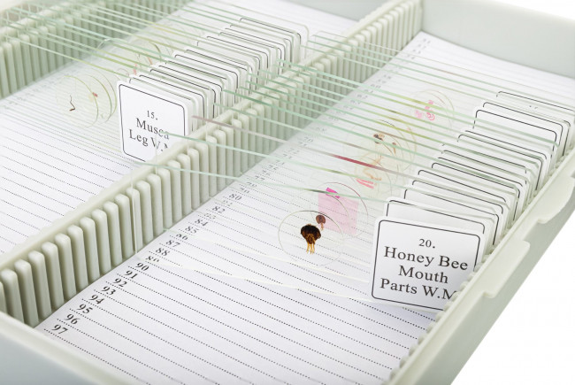 Набор микропрепаратов Bresser «Животные», 30 шт., в кейсе Набор микропрепаратов Bresser «Животные», 30 шт., в кейсе