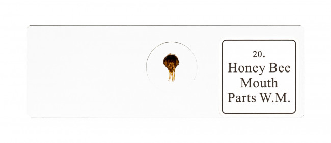 Набор микропрепаратов Bresser «Животные», 30 шт., в кейсе Набор микропрепаратов Bresser «Животные», 30 шт., в кейсе