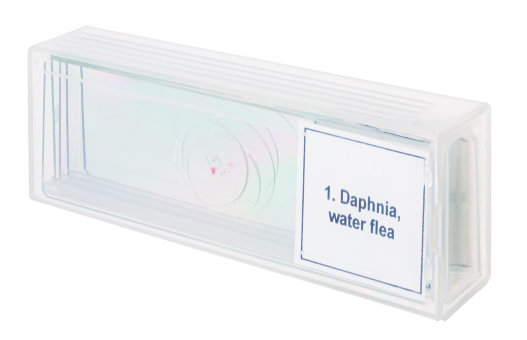 Набор микропрепаратов Discovery Prof DPS 5. «Жизнь в капле воды»