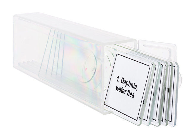 Набор микропрепаратов Discovery Prof DPS 5. «Жизнь в капле воды»