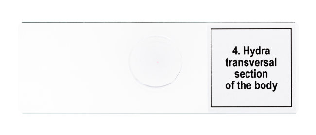 Набор микропрепаратов Discovery Prof DPS 5. «Жизнь в капле воды»