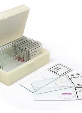 Набор микропрепаратов Альтами "Водные обитатели" (15 стекол) Набор микропрепаратов Альтами "Водные обитатели" (15 стекол)