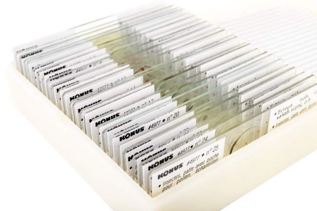 Набор микропрепаратов Konus 25: «Беспозвоночные и насекомые» Набор микропрепаратов Konus 25: «Беспозвоночные и насекомые»