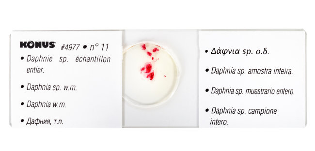 Набор микропрепаратов Konus 25: «Беспозвоночные и насекомые» Набор микропрепаратов Konus 25: «Беспозвоночные и насекомые»