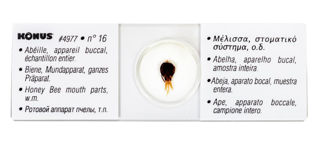 Набор микропрепаратов Konus 25: «Беспозвоночные и насекомые» Набор микропрепаратов Konus 25: «Беспозвоночные и насекомые»