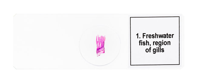 Набор микропрепаратов Discovery Prof DPS 5. «Амфибия»