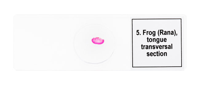 Набор микропрепаратов Discovery Prof DPS 5. «Амфибия»