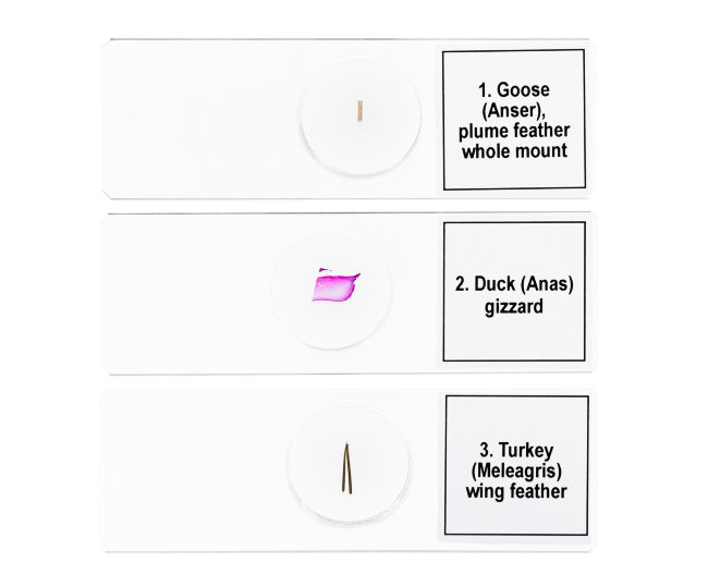 Набор микропрепаратов Discovery Prof DPS 5. «Птицы» Набор микропрепаратов Discovery Prof DPS 5. «Птицы»